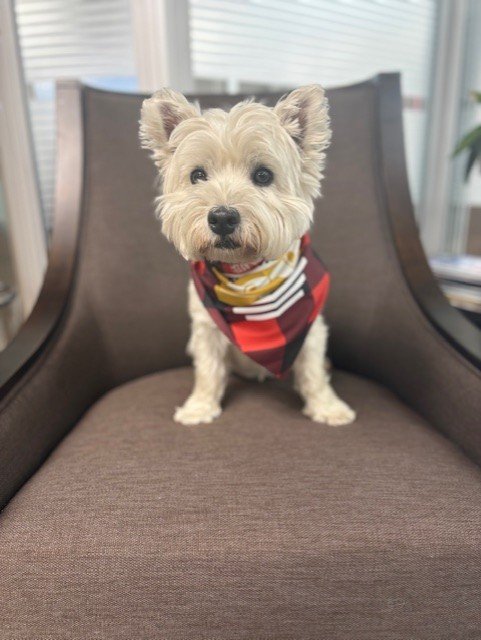 Dog Bandana - 90th Anniversary